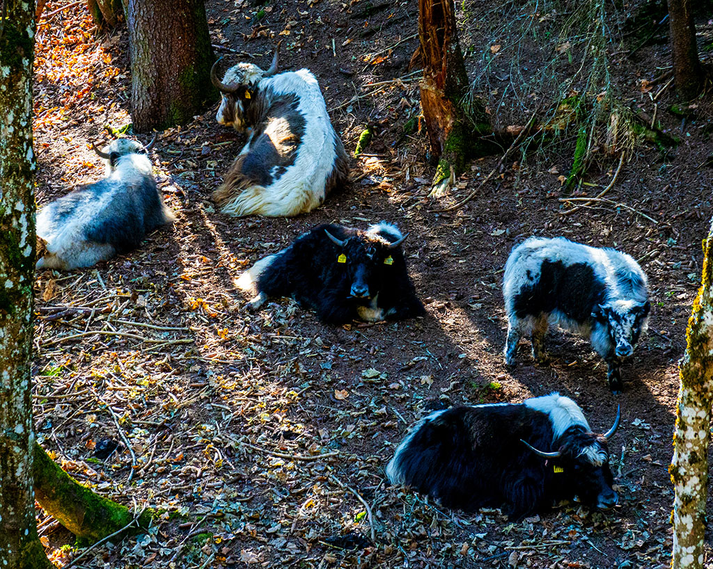 Col de la Pierre du Moëllé