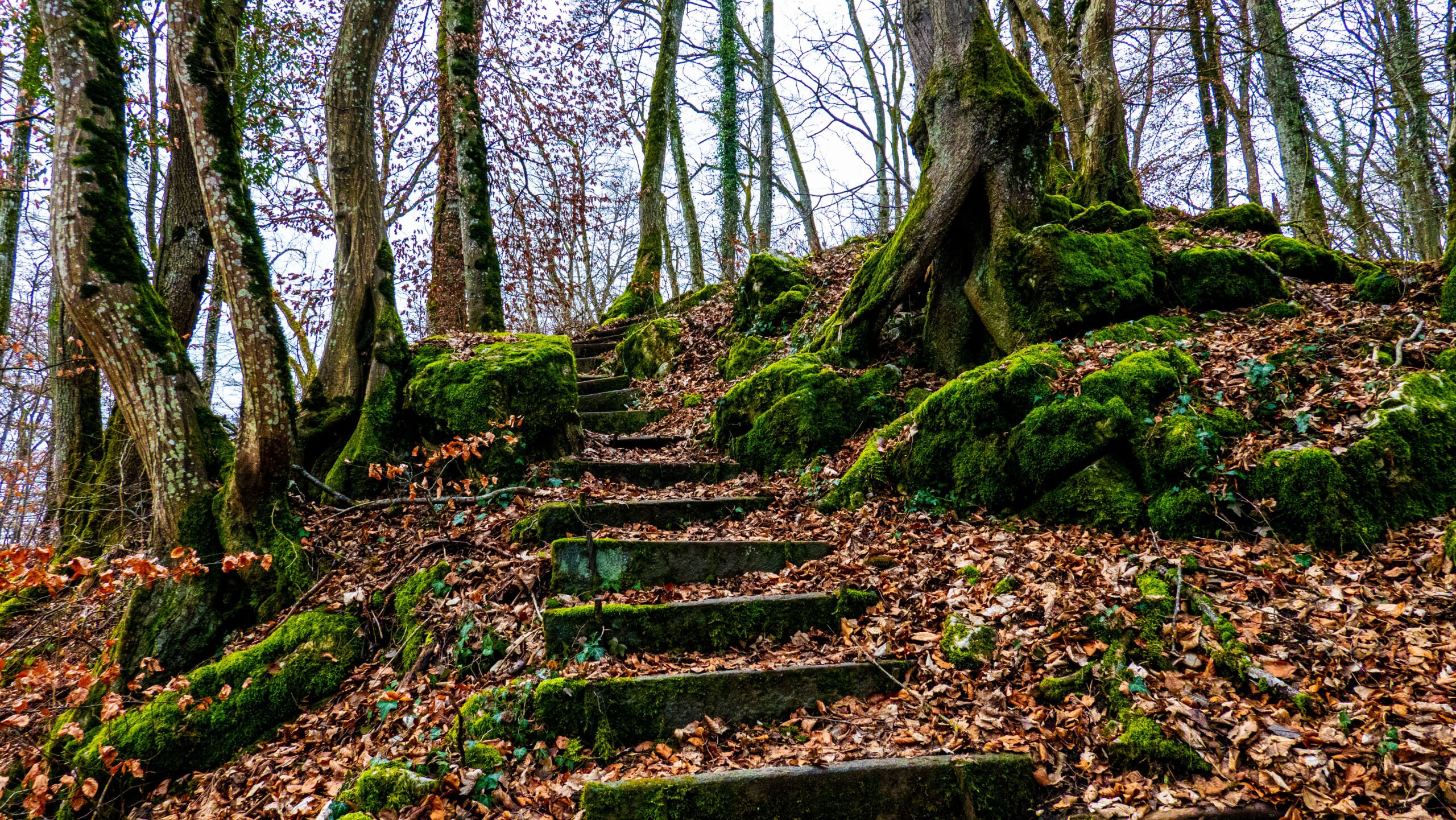 Kleiner Bruder des Lägerngrates