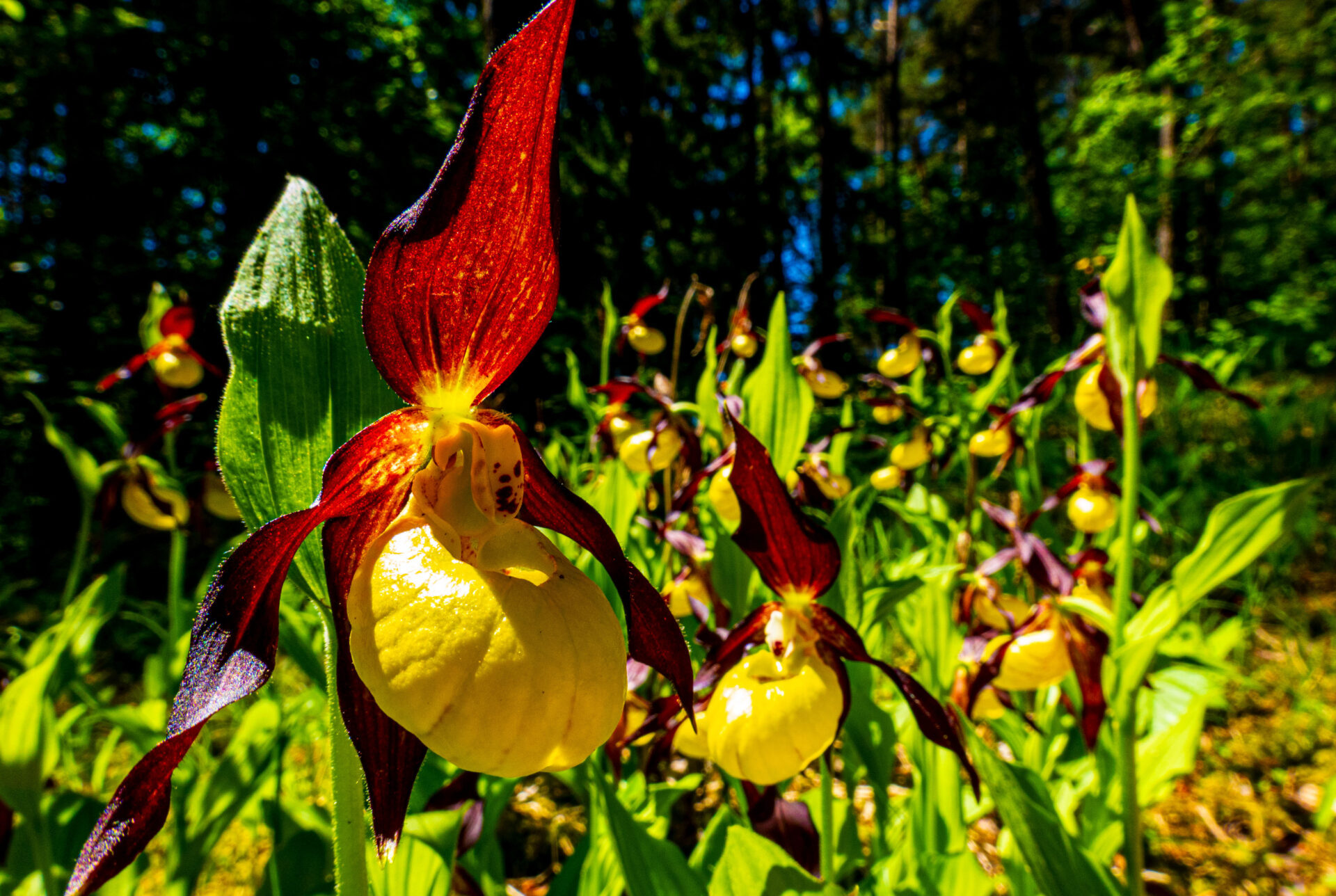 Frauenschuhe & Knabenkraut