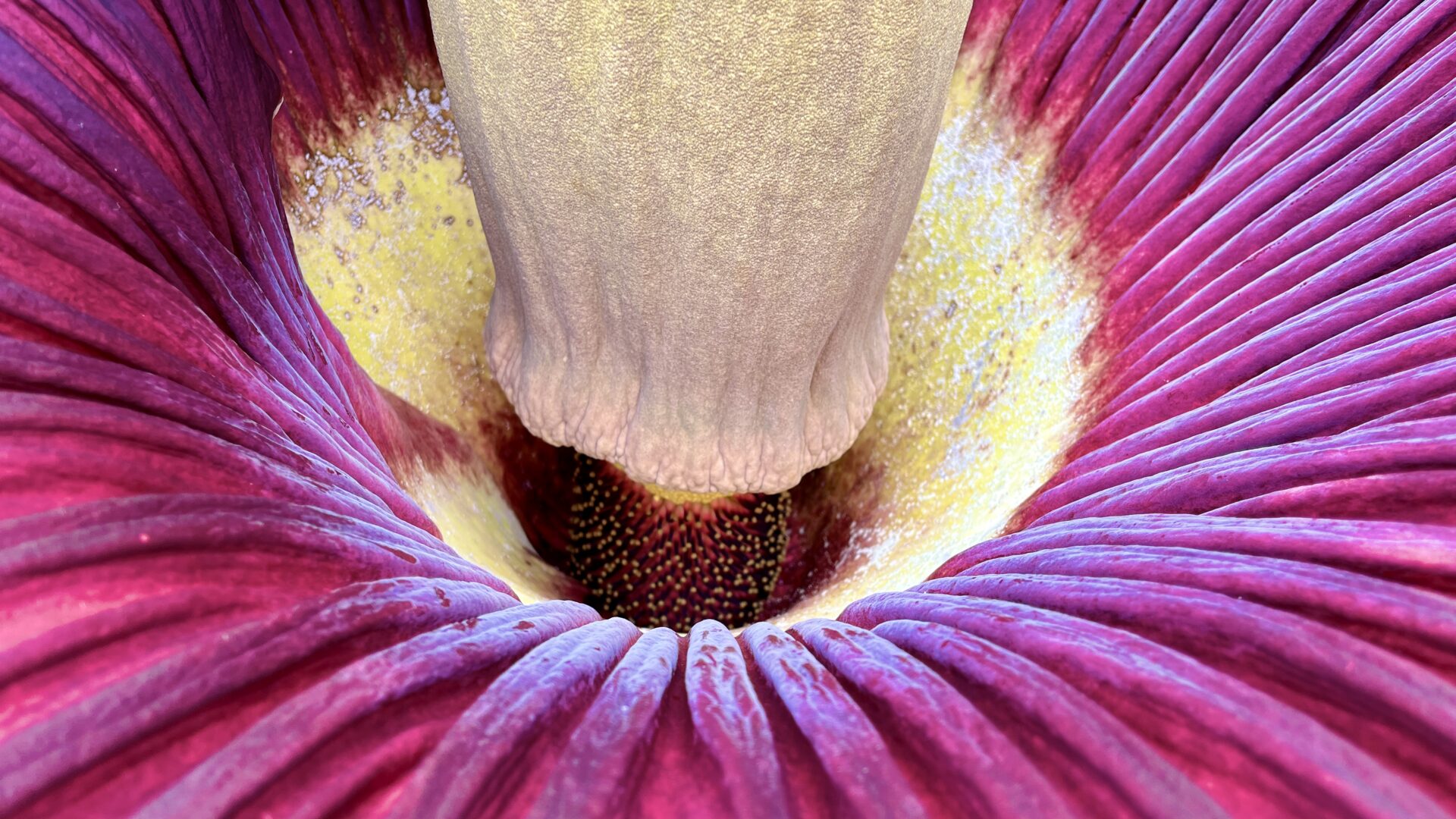 Amorphophallus titanum, die Königin und das Moor 